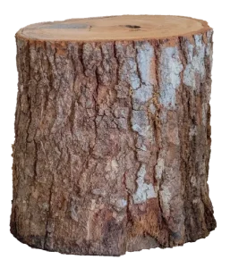 a tree stump
